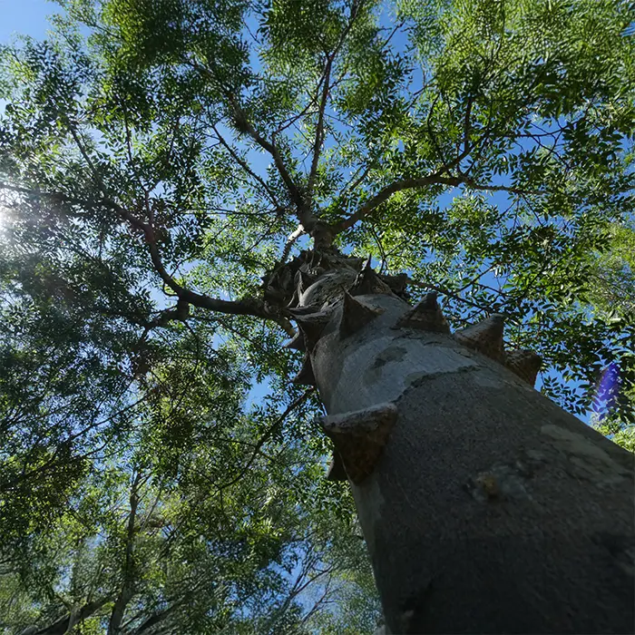 arbol