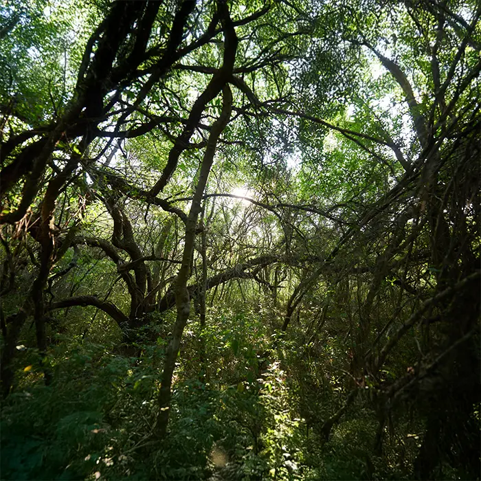 bosque