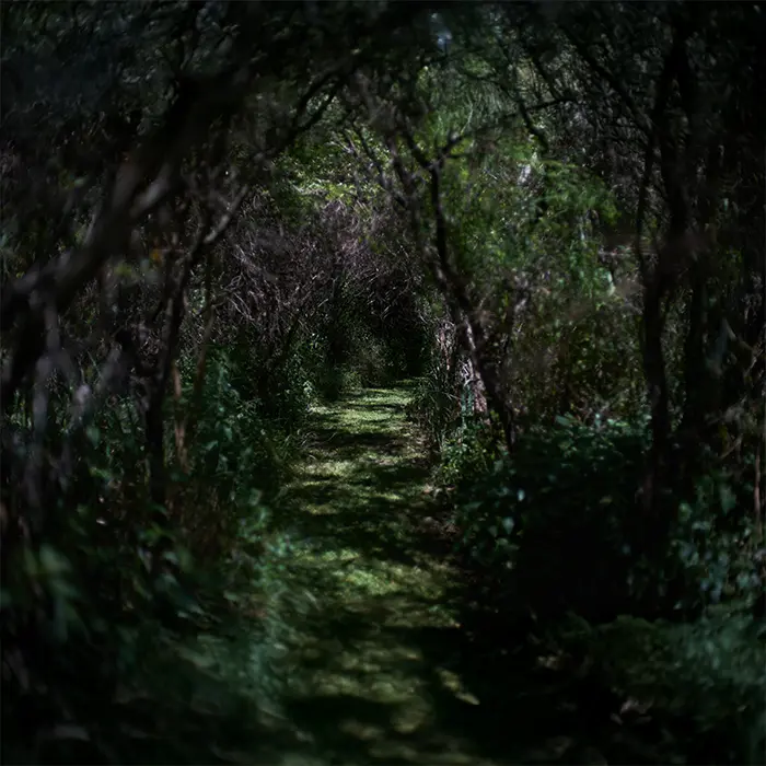 tunel_bosque