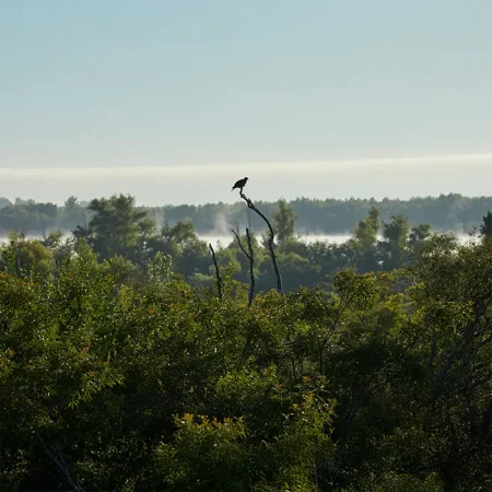 bosque_cielo_pajaro